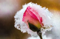 Tn10792210-Rosenbluete im Schnee